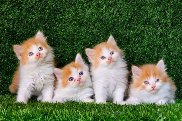 Persian kitten for sale in Gurgaon Haryana
Persian kitten price in Gurgaon Haryana - Image 5