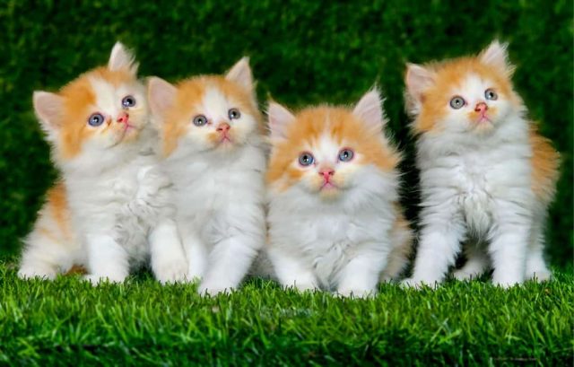 Persian kitten for sale in Noida India
Persian kitten price in Noida India