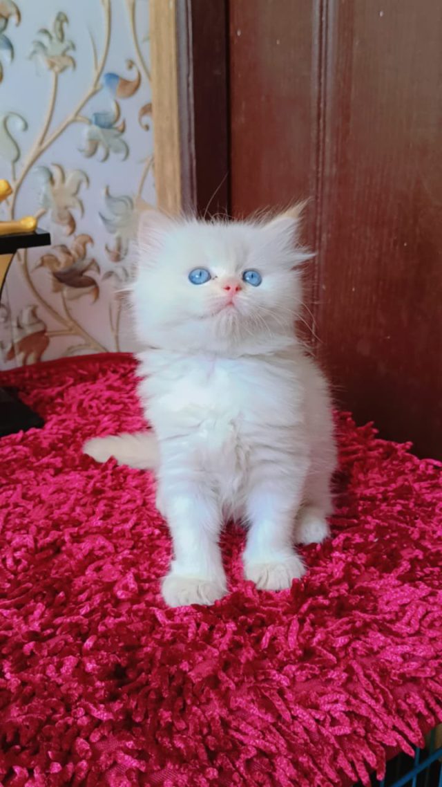 Persian kitten for sale in Gurgaon Haryana
Persian kitten price in Gurgaon Haryana - Image 6