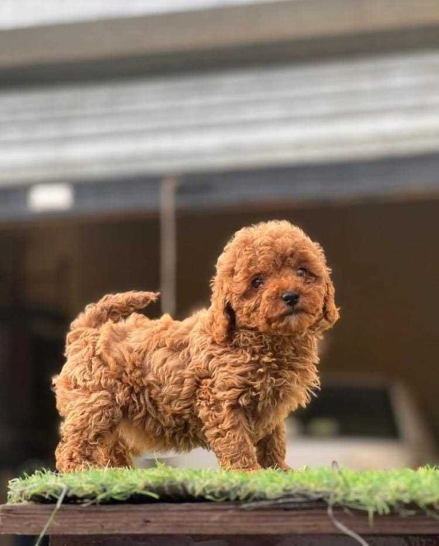 Goldendoodle Puppies for sale in Chandigarh Haryana 
Goldendoodle Puppy for sale in Chandigarh Haryana - Image 2