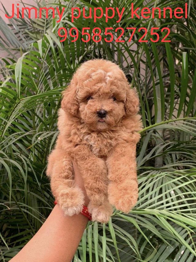 Poodle Puppies for sale in Chandigarh Haryana 
Best Pet Shops for Poodle Puppies in Chandigarh Haryana - Image 4