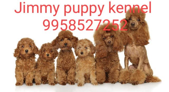 Goldendoodle Puppies for sale in Dehradun Uttarakhand 
Goldendoodle Puppy for sale in Dehradun Uttarakhand