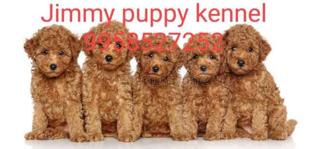 Poodle Puppies for sale in Chandigarh Haryana 
Best Pet Shops for Poodle Puppies in Chandigarh Haryana - Image 3