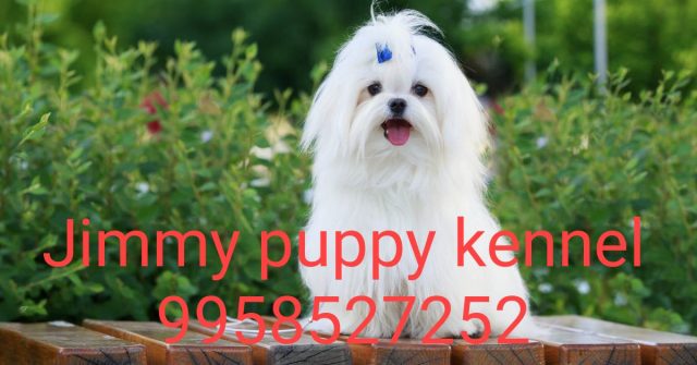 Maltese puppies for sale in Gandhinagar Gujarat India 
Maltese puppy price in Gandhinagar Gujarat India