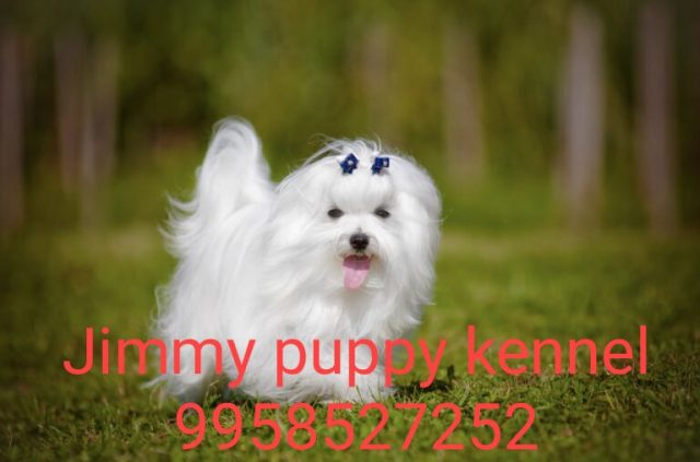 Maltese puppies for sale in Gandhinagar Gujarat India 
Maltese puppy price in Gandhinagar Gujarat India - Image 3