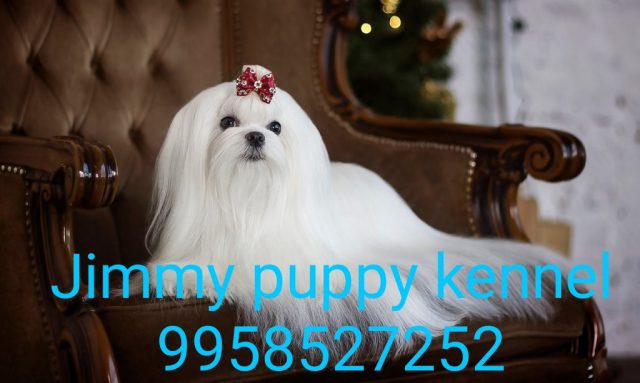 Maltese puppies for sale in Gandhinagar Gujarat India 
Maltese puppy price in Gandhinagar Gujarat India - Image 4