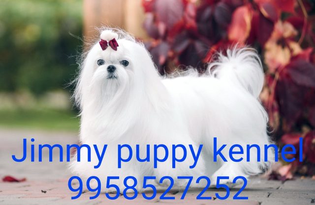 Maltese puppies for sale in Gandhinagar Gujarat India 
Maltese puppy price in Gandhinagar Gujarat India - Image 2