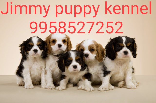 Cavalier King Charles Spaniel Puppies Price in Guwahati
Cavalier King Charles Spaniel Puppies for sale in Guwahati - Image 4