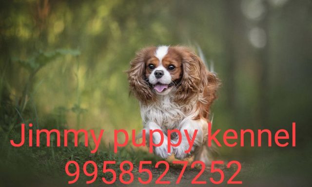 Buy King Charles Spaniel puppies for sale in Itanagar
Top Pet Shops for King Charles Spaniel Puppy in Itanagar - Image 3