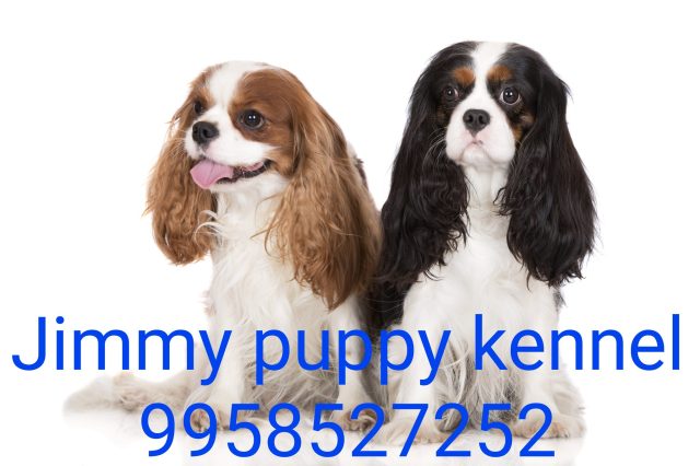 Buy King Charles Spaniel puppies for sale in Itanagar
Top Pet Shops for King Charles Spaniel Puppy in Itanagar - Image 2