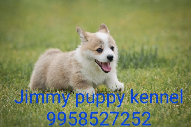 Pembroke Welsh Corgi Puppies for sale in Kota Rajasthan 
Buy Pembroke Welsh Corgi Puppies for sale in Kota Rajasthan