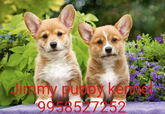 Pembroke Welsh Corgi Puppies for sale in Kota Rajasthan 
Buy Pembroke Welsh Corgi Puppies for sale in Kota Rajasthan - Image 4