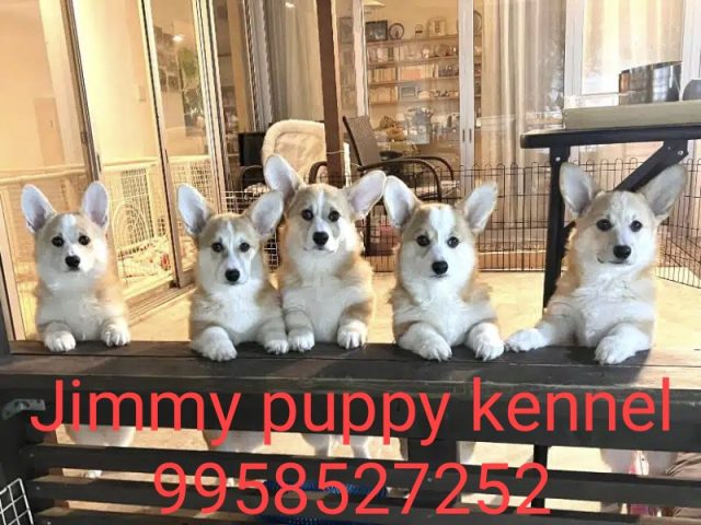 Pembroke Welsh Corgi Puppies for sale in Kota Rajasthan 
Buy Pembroke Welsh Corgi Puppies for sale in Kota Rajasthan - Image 2