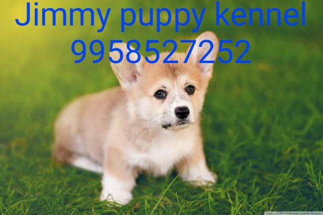 Pembroke Welsh Corgi Puppies for sale in Kota Rajasthan 
Buy Pembroke Welsh Corgi Puppies for sale in Kota Rajasthan - Image 3