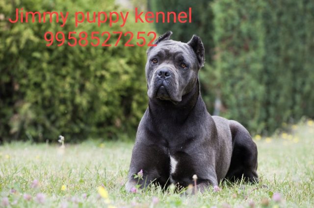 Cane Corso Puppy Puppies for Sale in Delhi Noida Gurgaon Ghaziabad India - Image 4