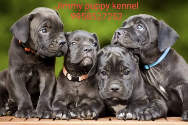 Cane Corso Puppy Puppies for Sale in Delhi Noida Gurgaon Ghaziabad India