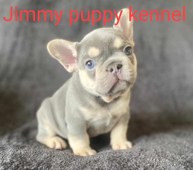 French Bulldog puppies for sale in Delhi Noida Gurgaon Ghaziabad Gurugram India
French Bulldog puppies price in Delhi Noida Gurgaon Ghaziabad Gurugram India - Image 4