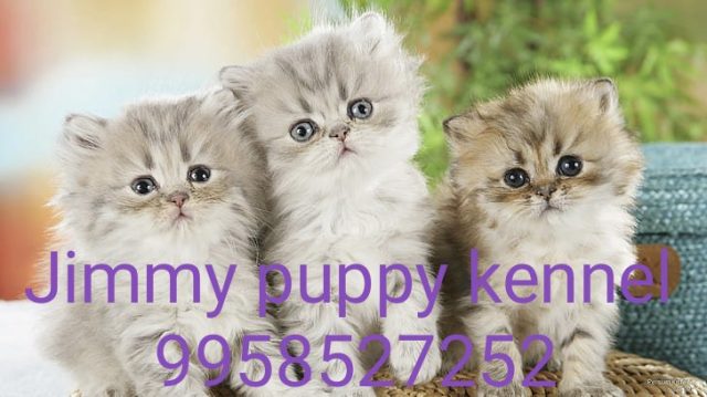 Persian kitten for sale in Delhi Noida Gurgaon Ghaziabad Gurugram India - Image 4