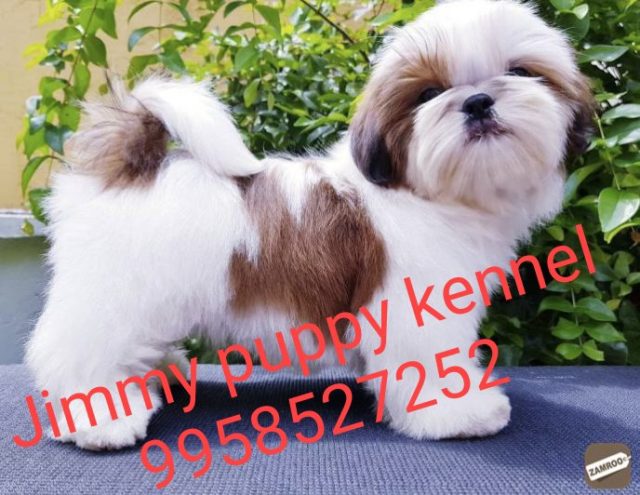 Shih Tzu Puppies for Sale in Guwahati Assam Dibrugarh Silchar
Shih Tzu Puppy Price in Guwahati Assam Dibrugarh Silchar - Image 2