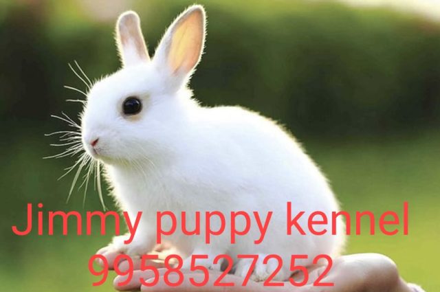 Rabbit for sale in delhi india