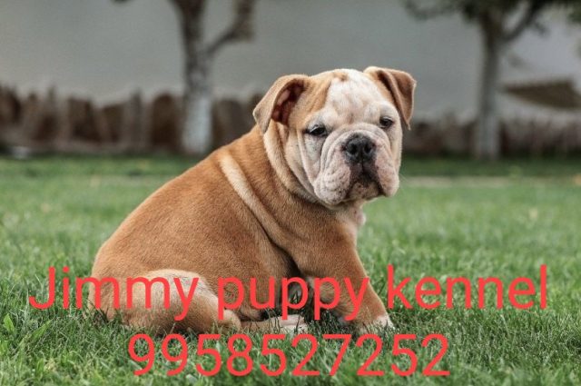 British Bulldog Puppies for sale in Faridabad India 
British Bulldog Puppy for sale in Faridabad India - Image 4