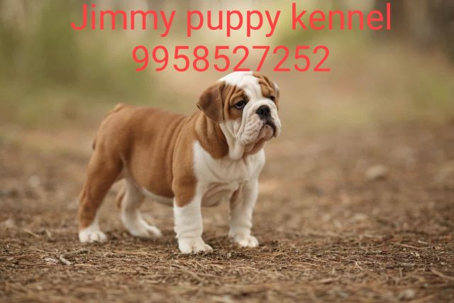 British Bulldog Puppies for sale in Faridabad India 
British Bulldog Puppy for sale in Faridabad India - Image 3