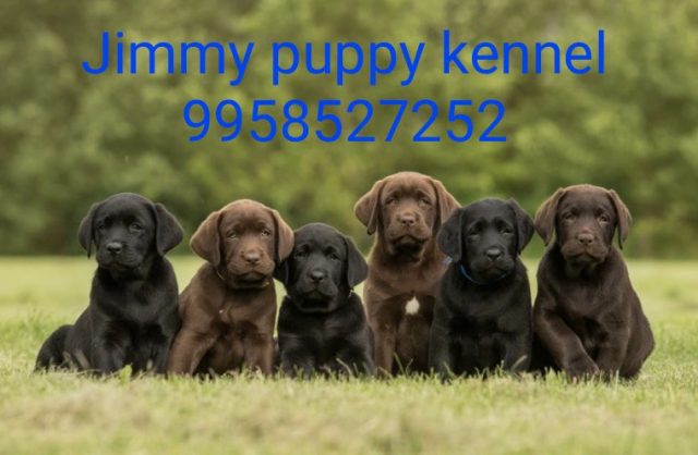 Labrador Retriever Puppies for sale Delhi best prices 
Labrador Retriever Puppies price in Delhi India