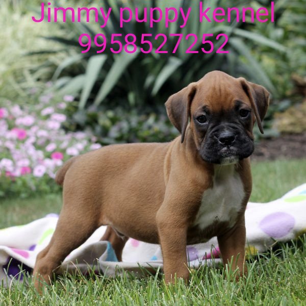 Boxer Puppies for Sale in Gurgaon Boxer Puppy for Sale in Gurgaon India Best Pet Shop in india