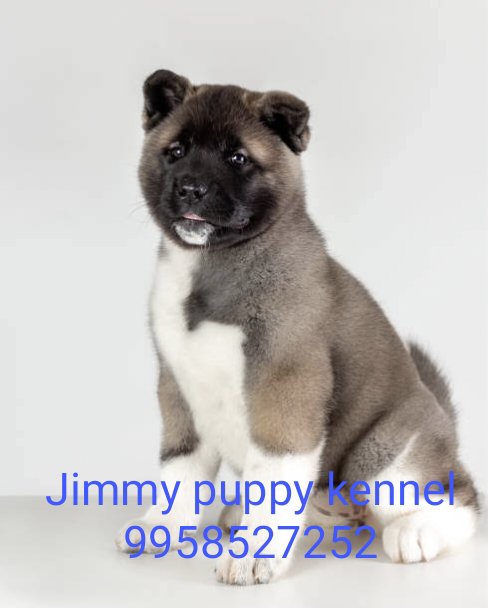 American akita puppy puppies for sale in delhi noida gurgaon ghaziabad