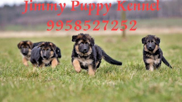 German shepherd puppies for sale in Guwahati Assam Dibrugarh Silchar
German shepherd puppy for sale in Guwahati Assam Dibrugarh Silchar - Image 2