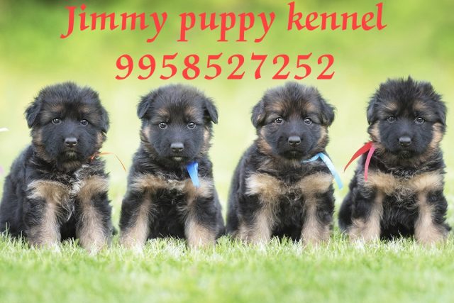 puppies for sale in ghaziabad at best prices
puppy for sale in ghaziabad - Image 2