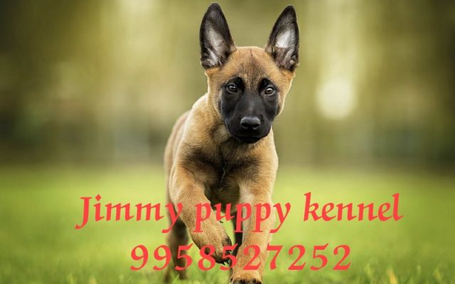 Belgian shepherd puppies for sale in gurgaon
kci registered Belgian shepherd puppy for sale - Image 3