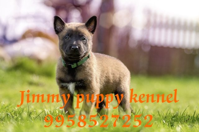 Belgian shepherd (Belgian Malinois) puppies for sale in Guwahati
Belgian shepherd (Belgian shepherd) puppies price in Guwahati