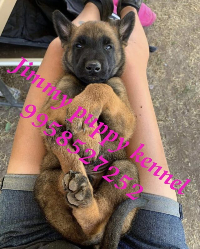 Belgian shepherd (Belgian Malinois) puppies for sale in Guwahati
Belgian shepherd (Belgian shepherd) puppies price in Guwahati - Image 4