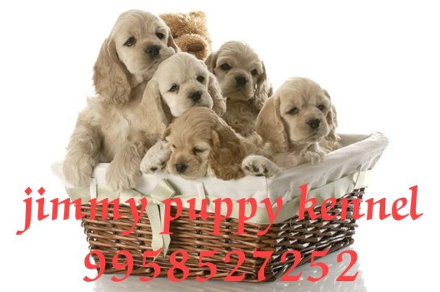 English Cocker Spaniel Puppies for Sale in Ghaziabad 
English Cocker Spaniel Puppy Price in Ghaziabad