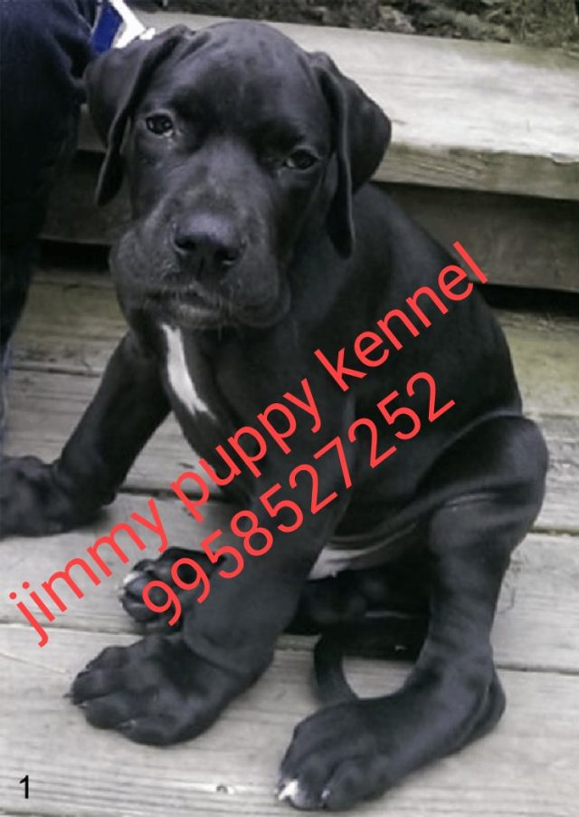 Harlequin great dane puppies for sale in gurgaon
great dane puppy price in gurgaon india - Image 2