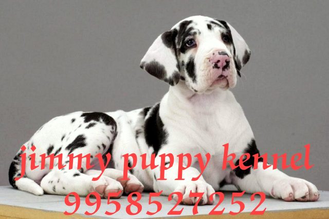 Harlequin great dane puppies for sale in gurgaon
great dane puppy price in gurgaon india