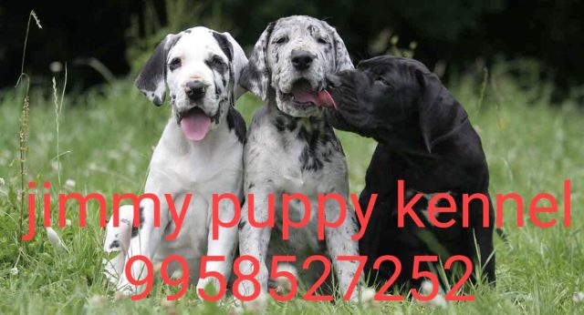 Harlequin great dane puppies for sale in gurgaon
great dane puppy price in gurgaon india - Image 4