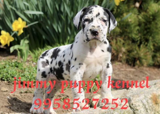 Harlequin great dane puppies for sale in gurgaon
great dane puppy price in gurgaon india - Image 3