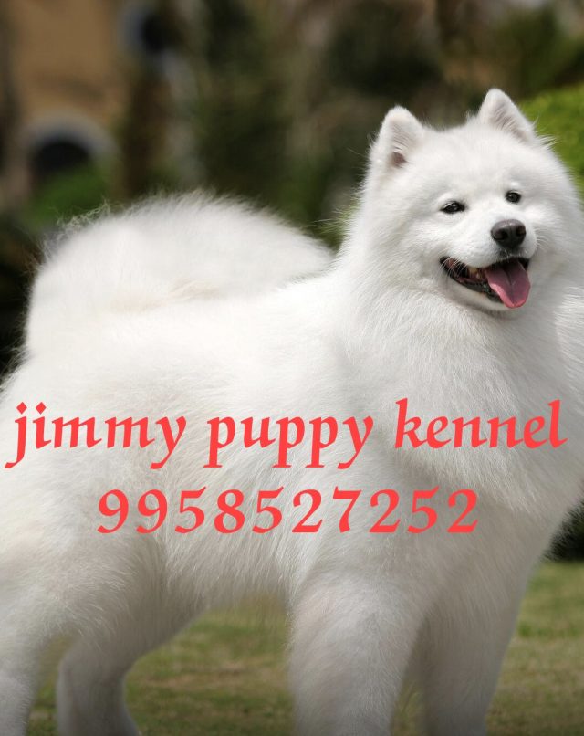 Samoyed puppies for sale in ghaziabad india
samoyed puppy price in ghaziabad india