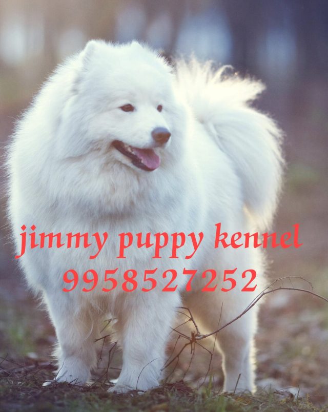 Samoyed puppies for sale in ghaziabad india
samoyed puppy price in ghaziabad india - Image 2