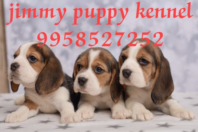 Buy Dogs and Puppies for sale in Noida at reasonable prices 
Buy Dogs and Puppy for sale in Noida at best prices - Image 4