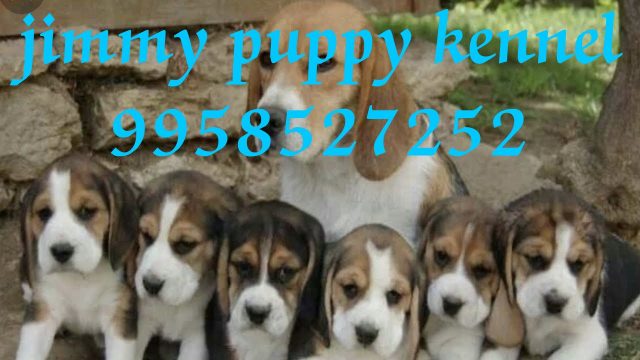 Beagle puppies for sale in Ranga Reddy 
Beagle puppy price in Ranga Reddy - Image 3