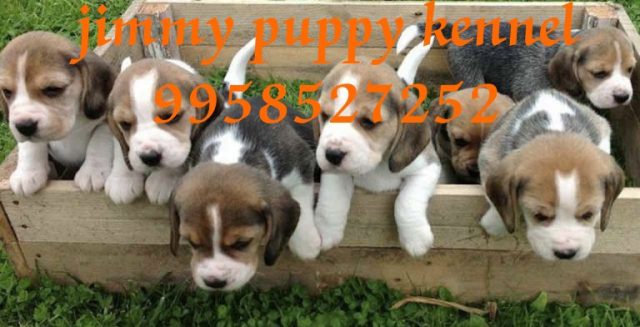 Beagle puppies for sale in Ranga Reddy 
Beagle puppy price in Ranga Reddy - Image 4