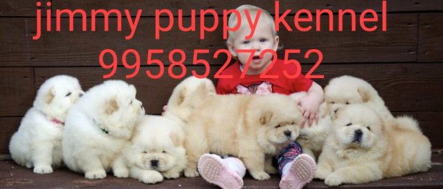 Chow Chow puppies for sale in Guwahati Assam
Pet shops for Chow Chow Puppy in Guwahati Assam