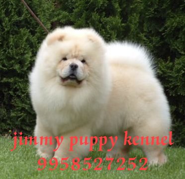 Chow chow best sale price in rupees