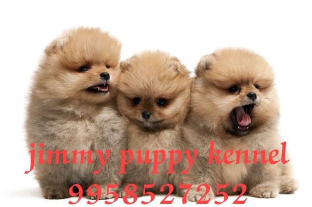 Buy Dogs and Puppies for sale in Noida at reasonable prices 
Buy Dogs and Puppy for sale in Noida at best prices - Image 2