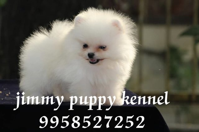 Toy Pomeranian Puppies for sale in Faridabad | Jimmy Puppy Kennel