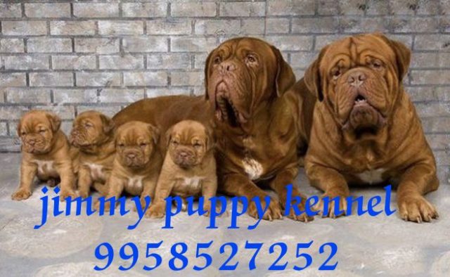 Buy Dogs and Puppies for sale in Delhi at reasonable prices 
Buy Dogs and Puppy for sale in Delhi at best prices - Image 6