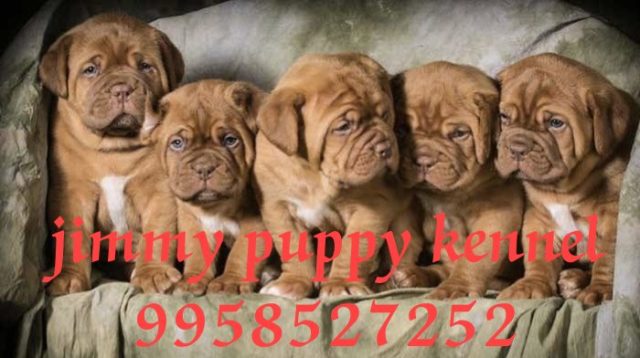 British Bulldog Puppies for sale in Gurugram India 
British Bulldog Puppy for sale in Gurugram India - Image 4